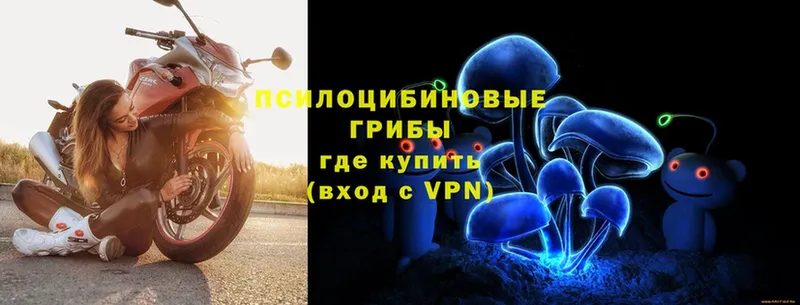 Псилоцибиновые грибы Psilocybe Пошехонье